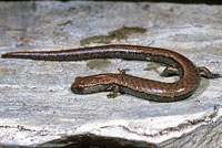 Hell Hollow Slender Salamander