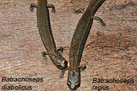 Kings River Slender Salamander comparison