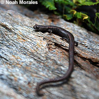 Hell Hollow Slender Salamander