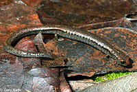 Hell Hollow Slender Salamander