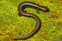 Hell Hollow Slender Salamander