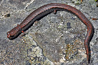 Hell Hollow Slender Salamander