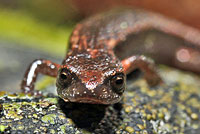 Hell Hollow Slender Salamander