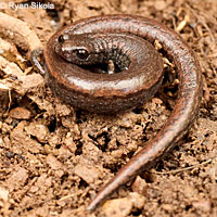 Hell Hollow Slender Salamander