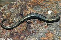 Fairview Slender Salamander