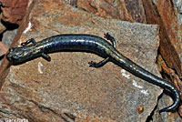 Fairview Slender Salamander