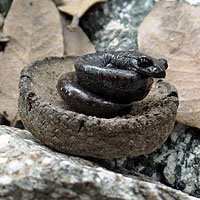 San Gabriel Mountains Slender Salamander