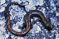 San Gabriel Mountains Slender Salamander