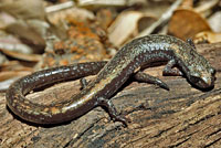 San Gabriel Mountains Slender Salamander