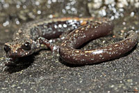 San Gabriel Mountains Slender Salamander