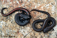 Black-bellied Slender Salamander comparison