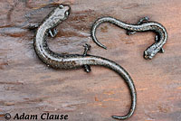 San Gabriel Mountains Slender Salamander