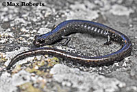 San Gabriel Mountains Slender Salamander