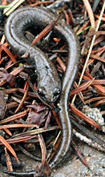 San Gabriel Mountains Slender Salamander