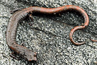 San Gabriel Mountains Slender Salamander