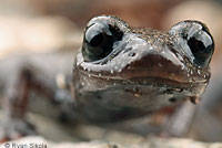 San Gabriel Mountains Slender Salamander