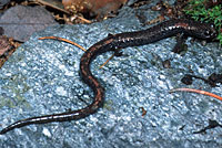 San Gabriel Mountains Slender Salamander