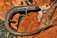 San Gabriel Mountains Slender Salamander