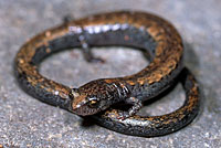 Gabilan Mountains Slender Salamander