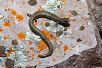 Gabilan Mountains Slender Salamander