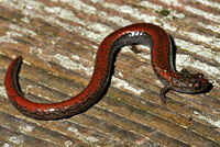 Gabilan Mountains Slender Salamander