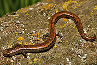 Gabilan Mountains Slender Salamander