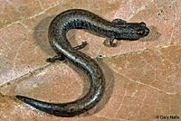 Gabilan Mountains Slender Salamander