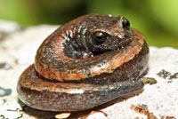 Gabilan Mountains Slender Salamander