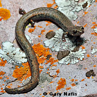 Gabilan Mountains Slender Salamander