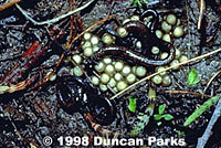 Gregarious Slender Salamander eggs