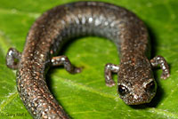 Gregarious Slender Salamander