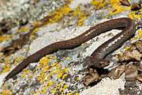 Gregarious Slender Salamander