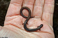 Gregarious Slender Salamander