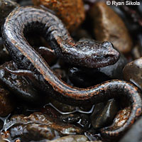 San Simeon Slender Salamander