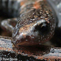 San Simeon Slender Salamander