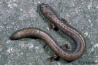 San Simeon Slender Salamander