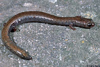 San Simeon Slender Salamander