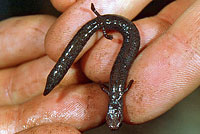 San Simeon Slender Salamander