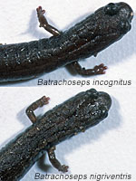 Black-bellied Slender Salamander comparison