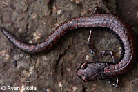 San Simeon Slender Salamander