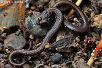 San Simeon Slender Salamander