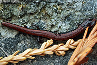 San Simeon Slender Salamander