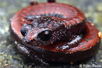 San Simeon Slender Salamander