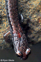 San Simeon Slender Salamander