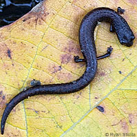 San Simeon Slender Salamander