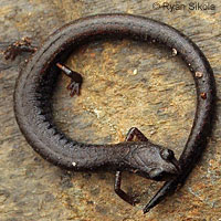 San Simeon Slender Salamander