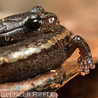 San Simeon Slender Salamander