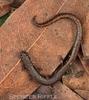 San Simeon Slender Salamander