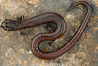 San Simeon Slender Salamander