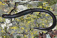 San Simeon Slender Salamander